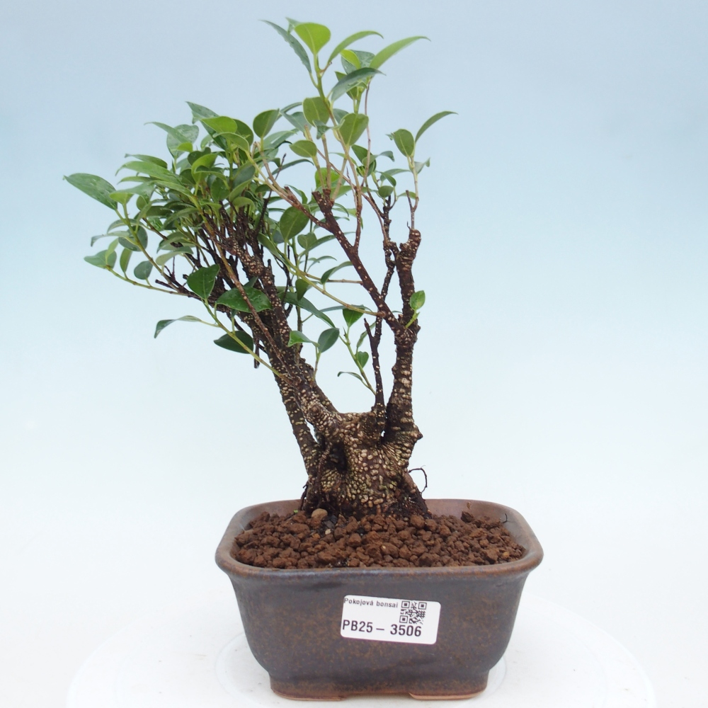 Pokojová bonsai - Ficus retusa -  malolistý fíkus