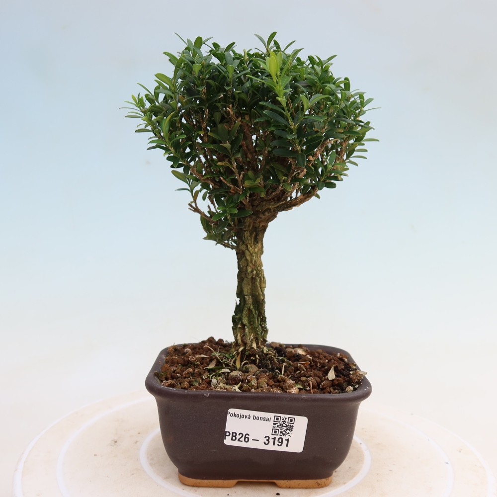 Pokojová bonsai - Buxus harlandii -korkový buxus