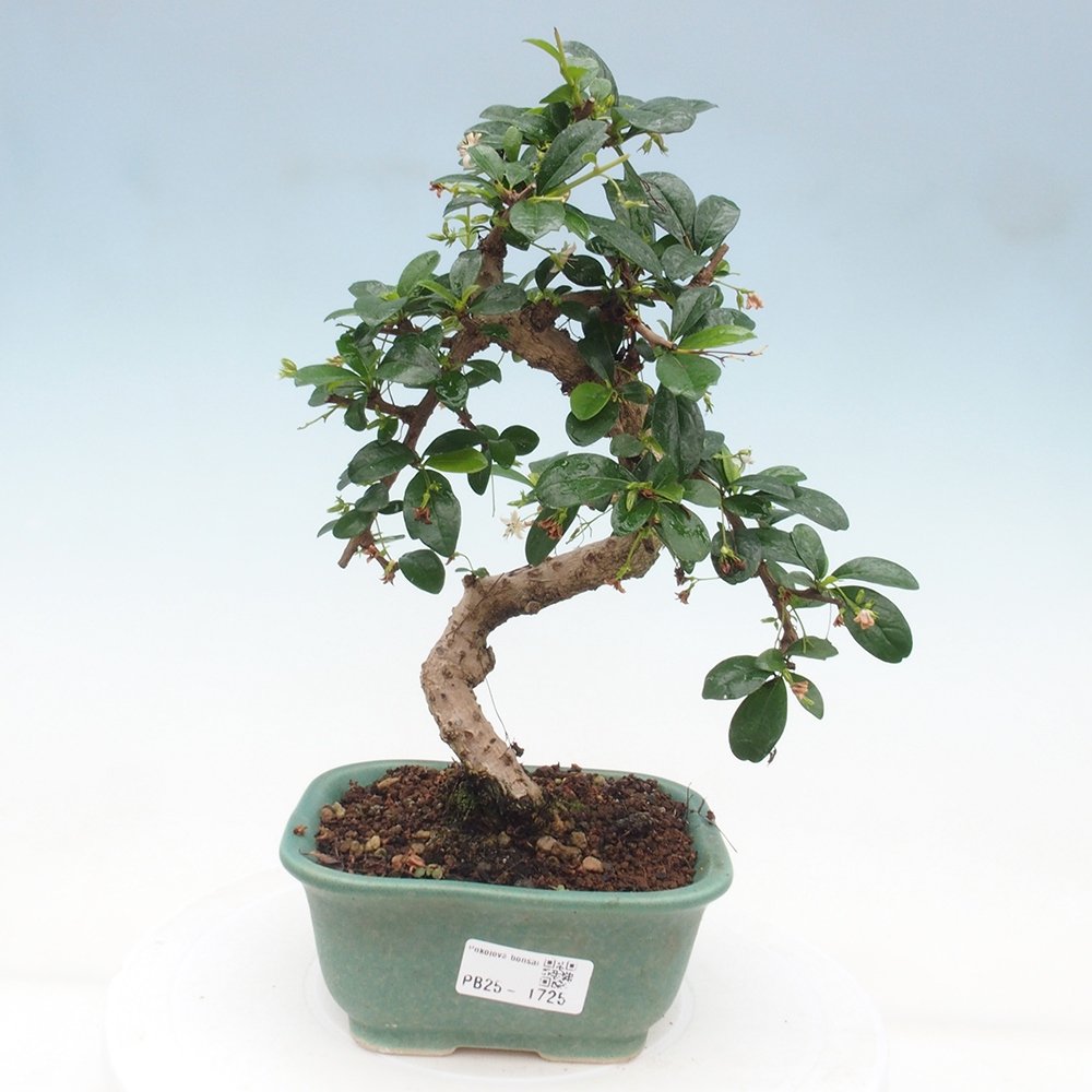 Pokojová bonsai - Carmona macrophylla - Čaj fuki