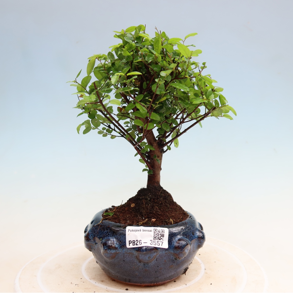 Pokojová bonsai - Sagerécie thea - Sagerécie thea