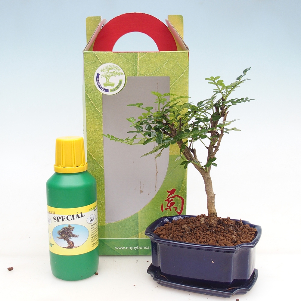 Pokojová bonsai v dárkové krabičce Zantoxylum piperitum - Pepřovník