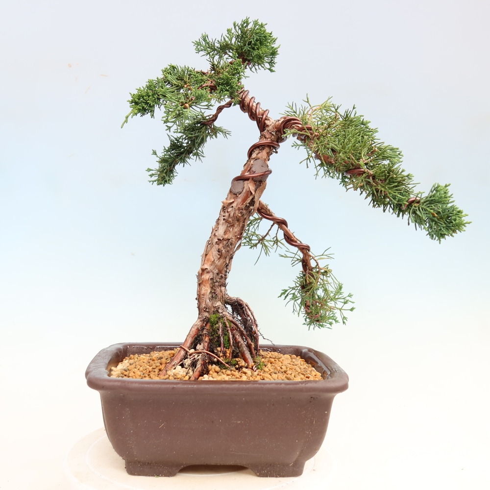 Venkovní bonsai - Juniperus chinensis Kishu -Jalovec čínský