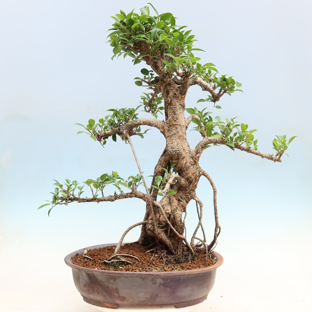 Pokojová bonsai - Ficus kimmen -  malolistý fíkus