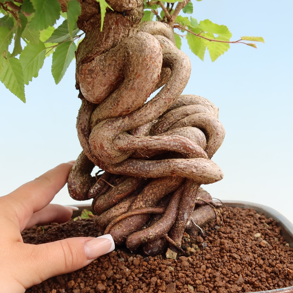 Venkovní bonsai -Carpinus Coreana - Habr korejský