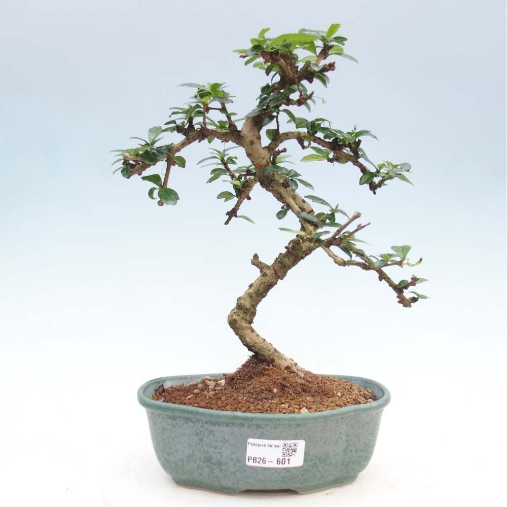 Pokojová bonsai - Carmona macrophylla - Čaj fuki