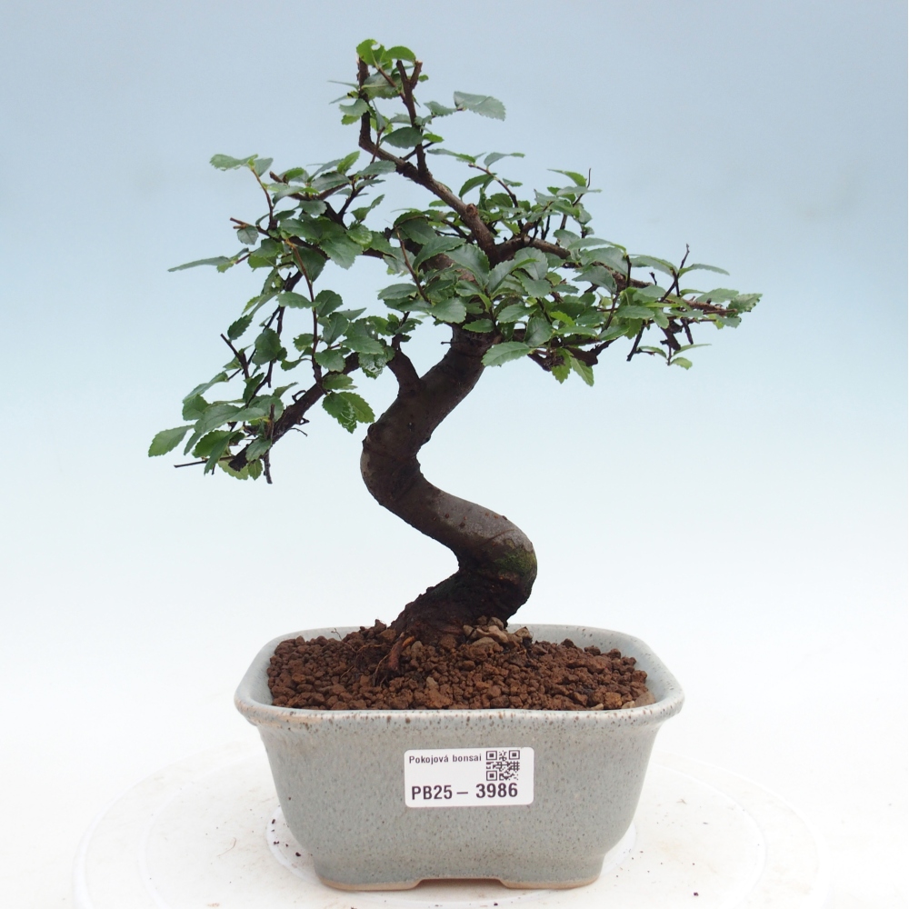 Pokojová bonsai - Ulmus parvifolia - Malolistý jilm