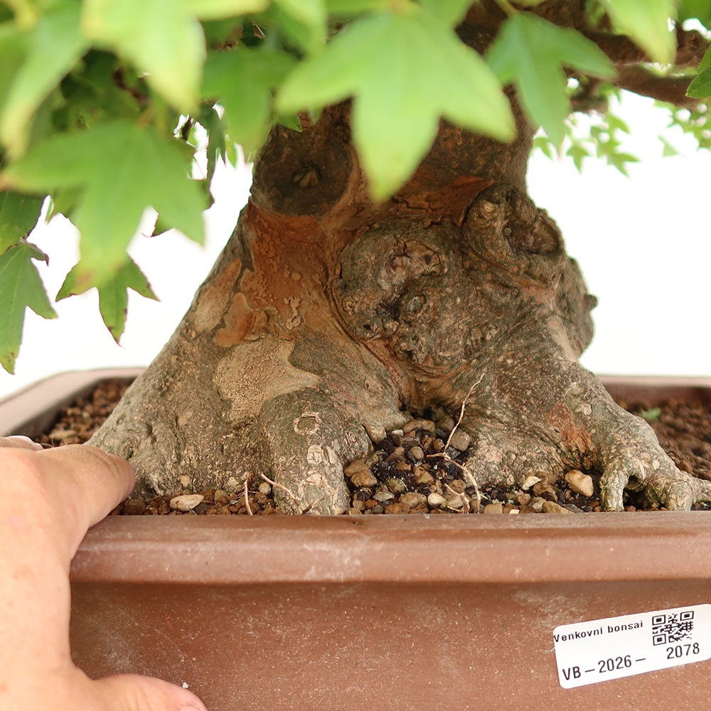 Venkovní bonsai - Javor Burgerův - Acer Burgerianum 