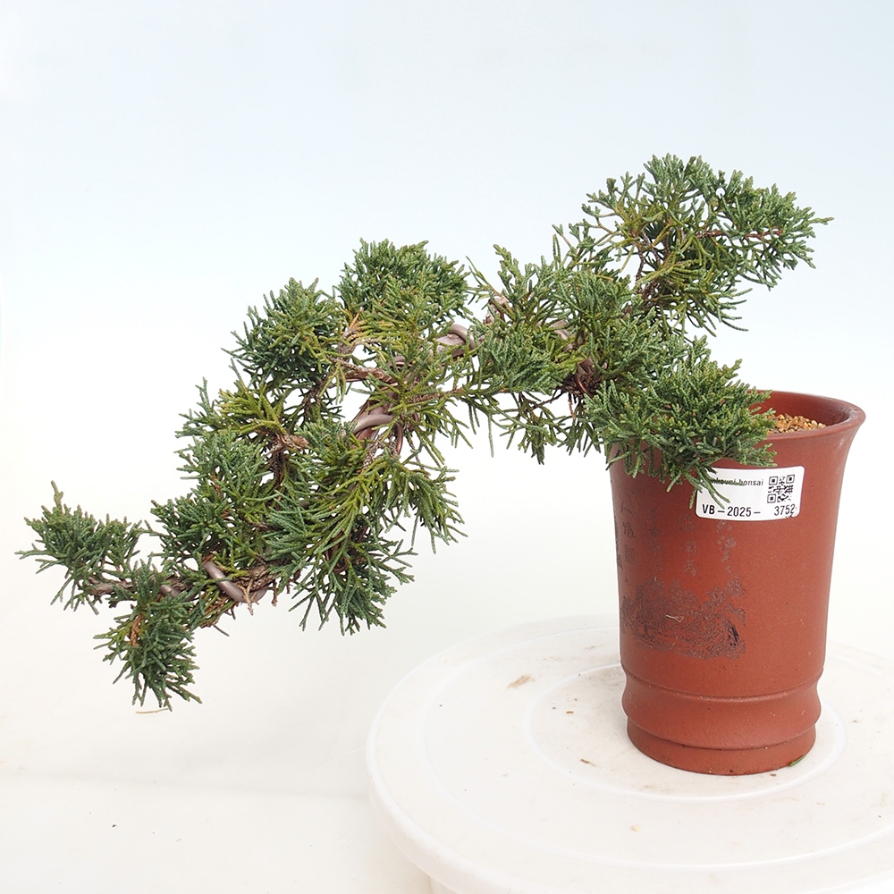 Venkovní bonsai - Juniperus chinensis Kishu -Jalovec čínský
