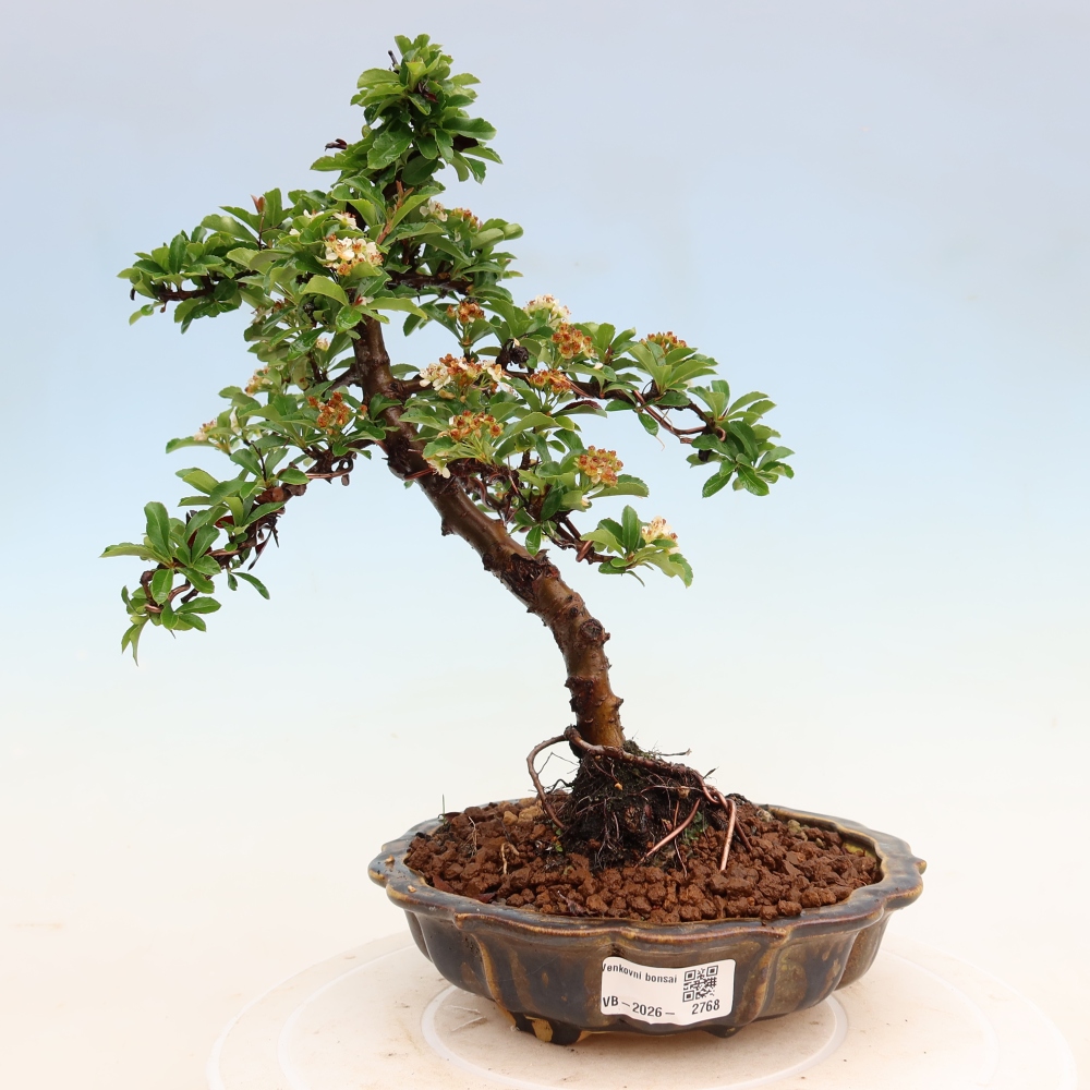 Venkovní bonsai - Pyracantha teton - Hlohyně šarlatová
