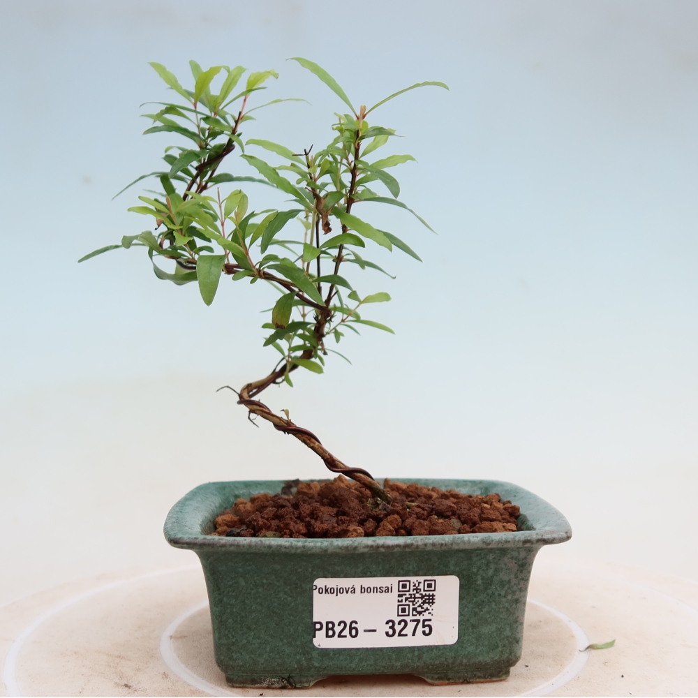 Pokojová bonsai-PUNICA granatum nana-Granátové jablko