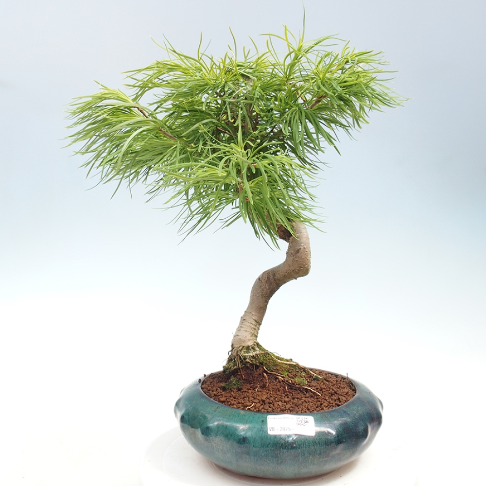 Venkovní bonsai - Pamodřín - Pseudolarix amabis