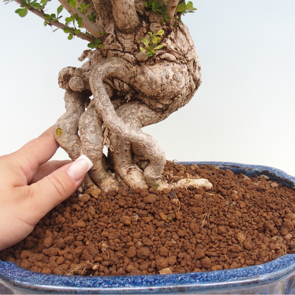 Venkovní bonsai - Berberis coreana - Dřištál korejský