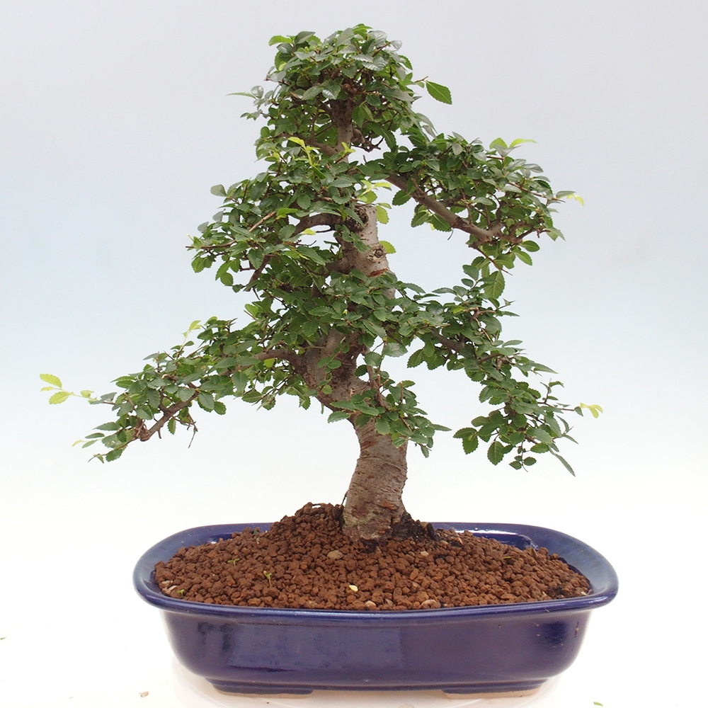 Pokojová bonsai - Ulmus parvifolia - Malolistý jilm