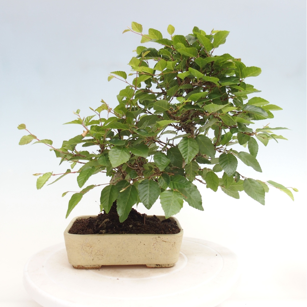 Venkovní bonsai -Carpinus CARPINOIDES - Habr korejský