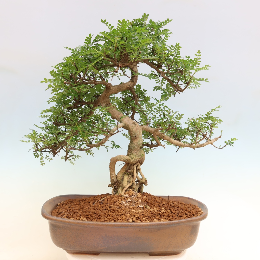 Pokojová bonsai - Zantoxylum piperitum - pepřovník