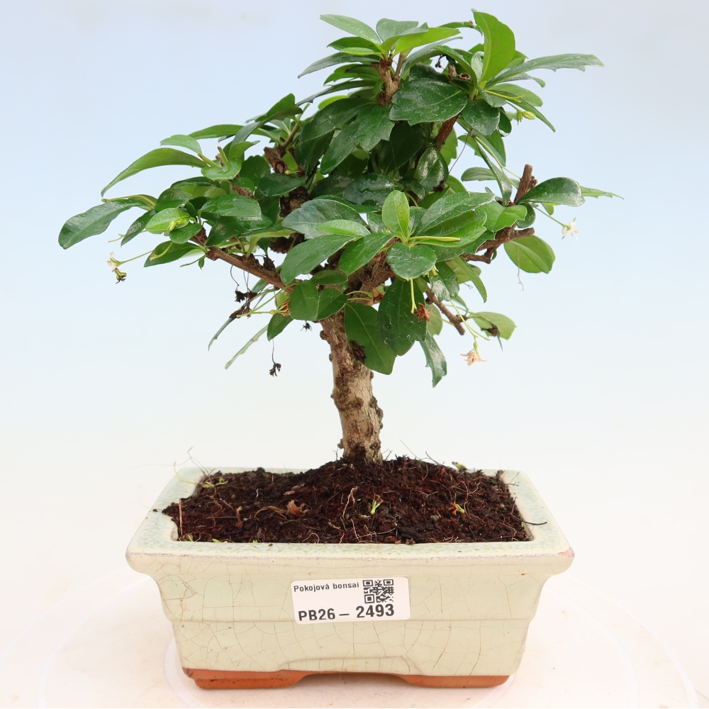 Pokojová bonsai - Carmona macrophylla - Čaj fuki