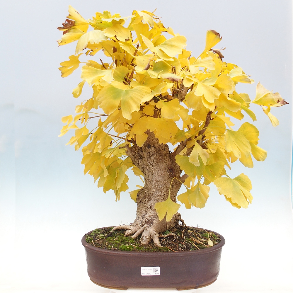 Venkovní bonsai - Jinan dvoulaločný - Ginkgo biloba