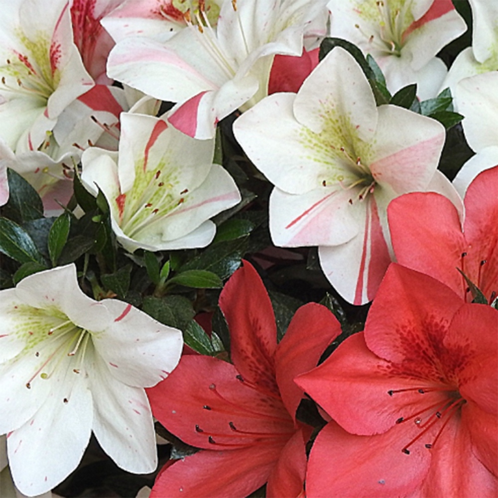 Venkovní bonsai - Japonská azalka - Azalea Saishun