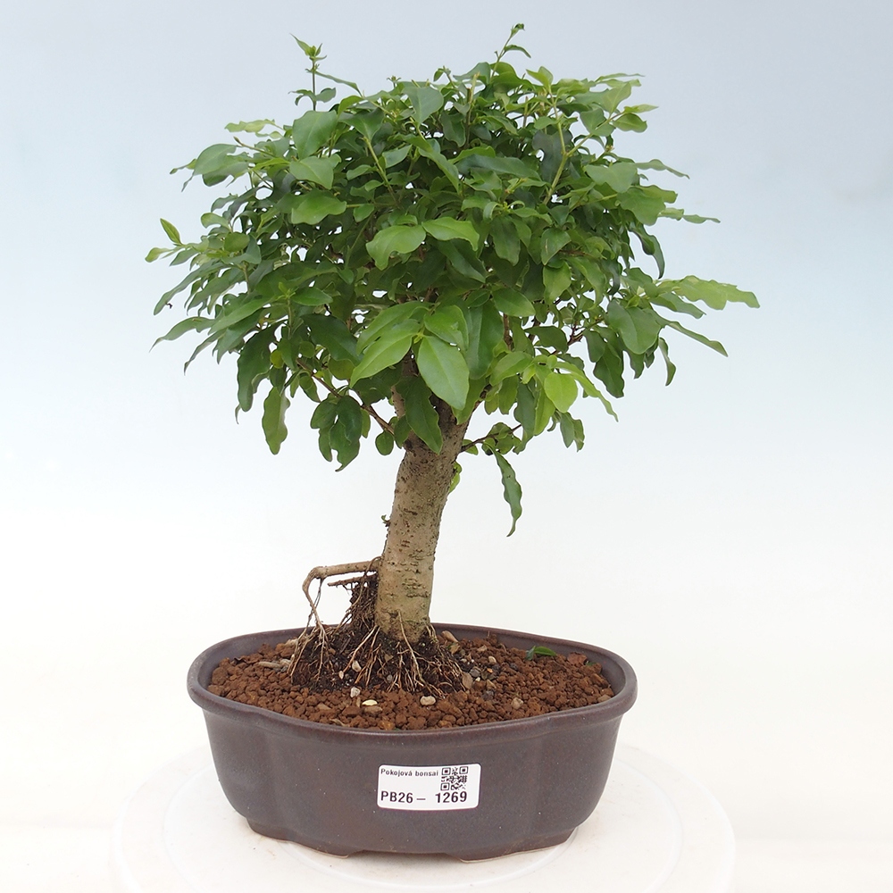 Pokojová bonsai -Ligustrum chinensis - Ptačí zob