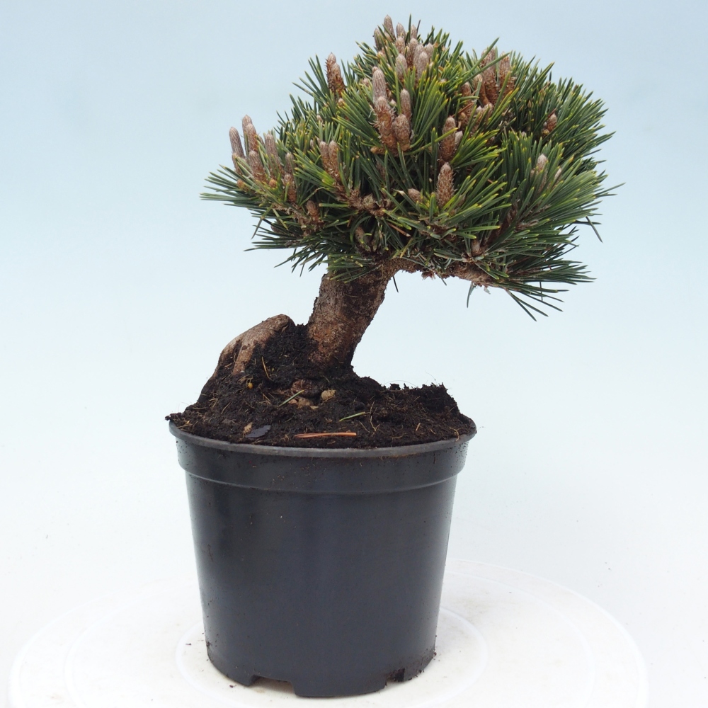 Venkovní bonsai - Pinus thunbergii senjyumaru - Borovice thunbergova