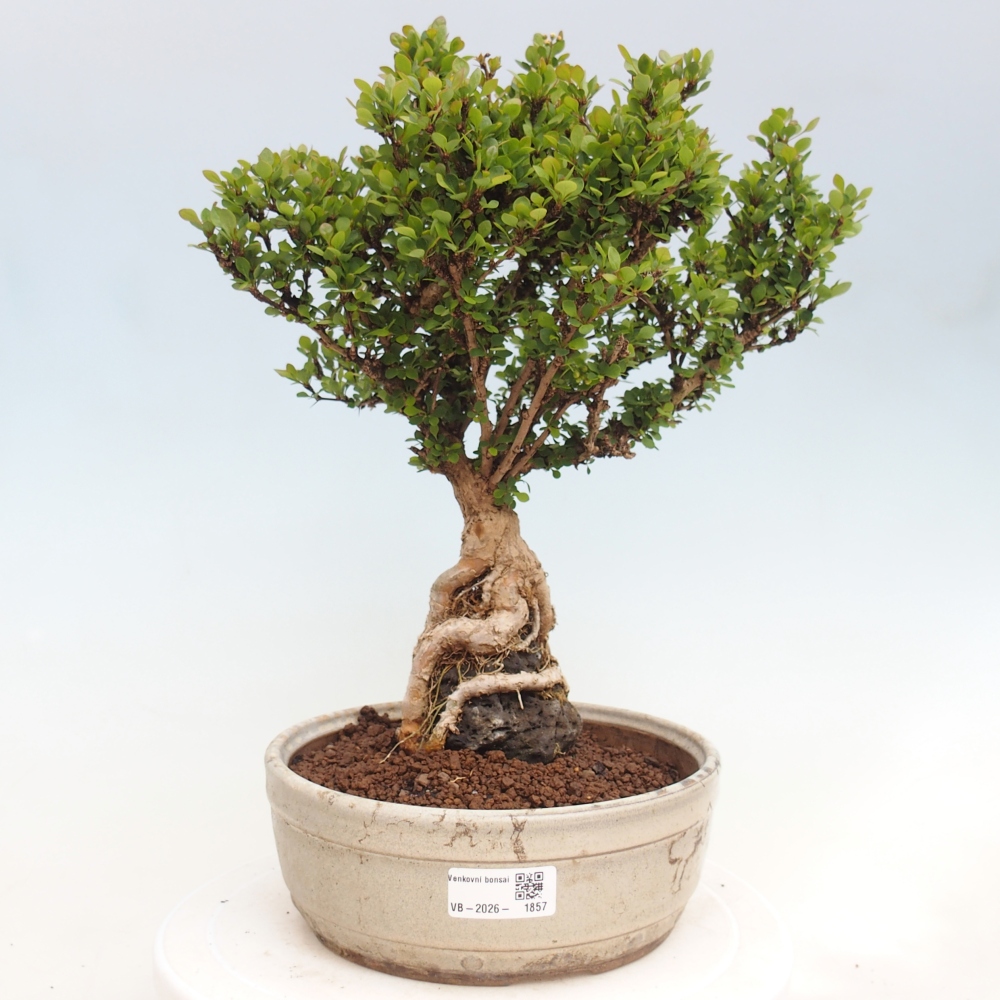 Venkovní bonsai - Berberis coreana - Dřištál korejský
