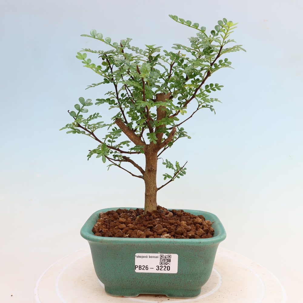 Pokojová bonsai - Zantoxylum piperitum - Pepřovník