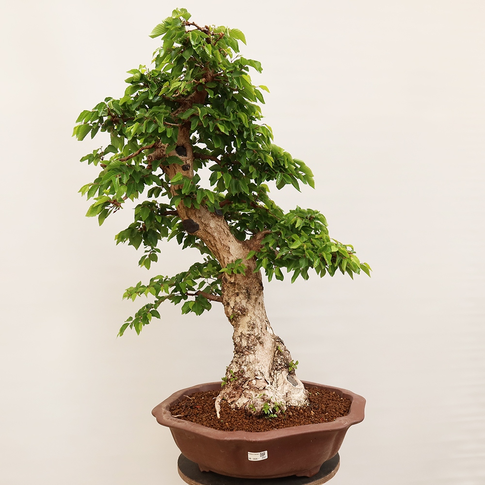 Venkovní bonsai -Carpinus Coreana - Habr korejský