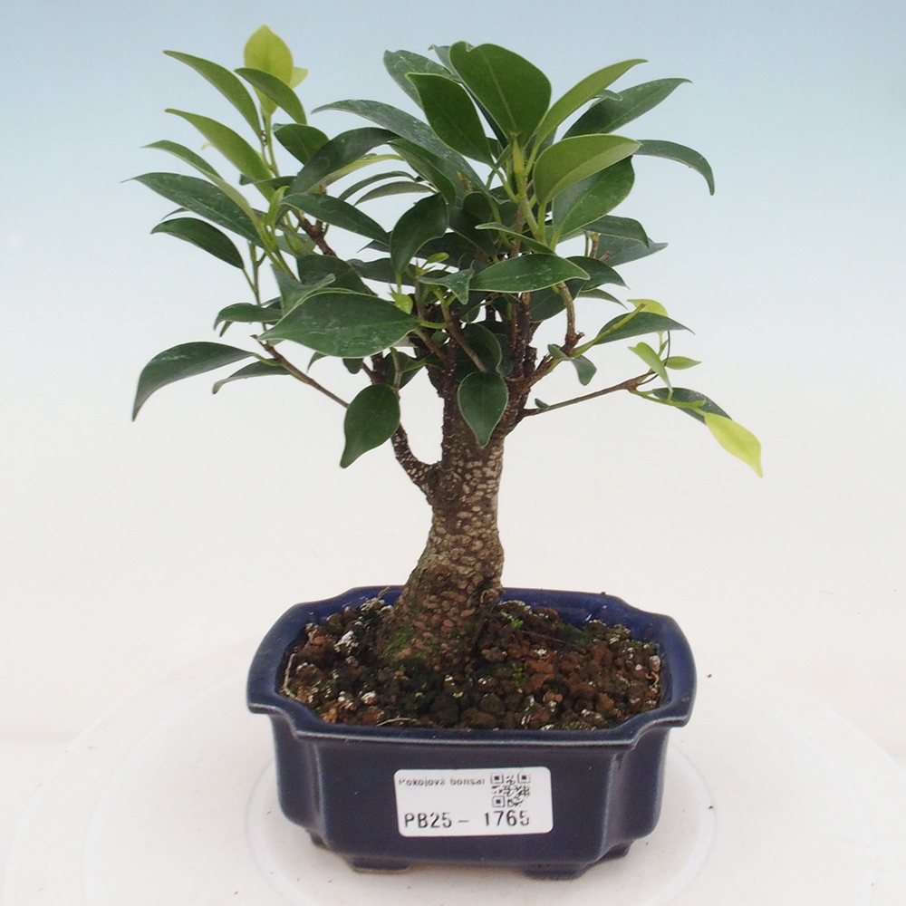 Pokojová bonsai Ficus retusa kimmen
