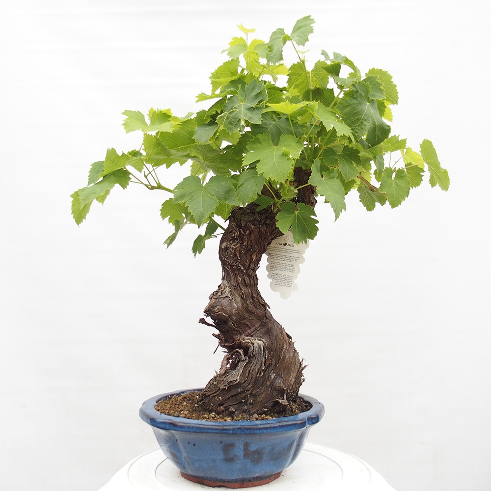 Venkovní bonsai - Vitis vinnifera MUSKAT ITALIA  - Vinná réva