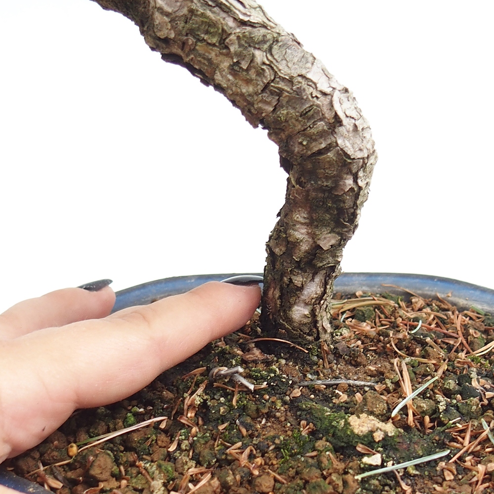 Venkovní bonsai - Pinus parviflora - Borovice drobnokvětá