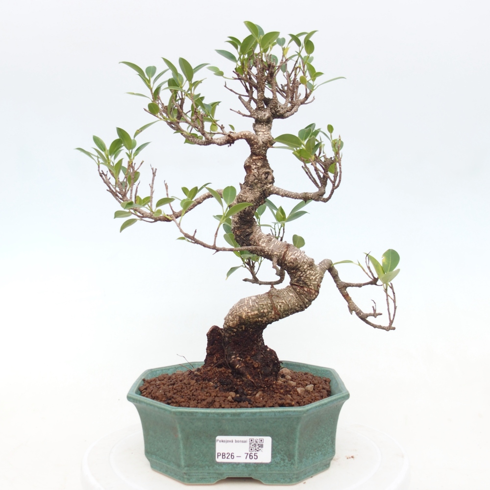 Pokojová bonsai - Ficus retusa -  malolistý fíkus