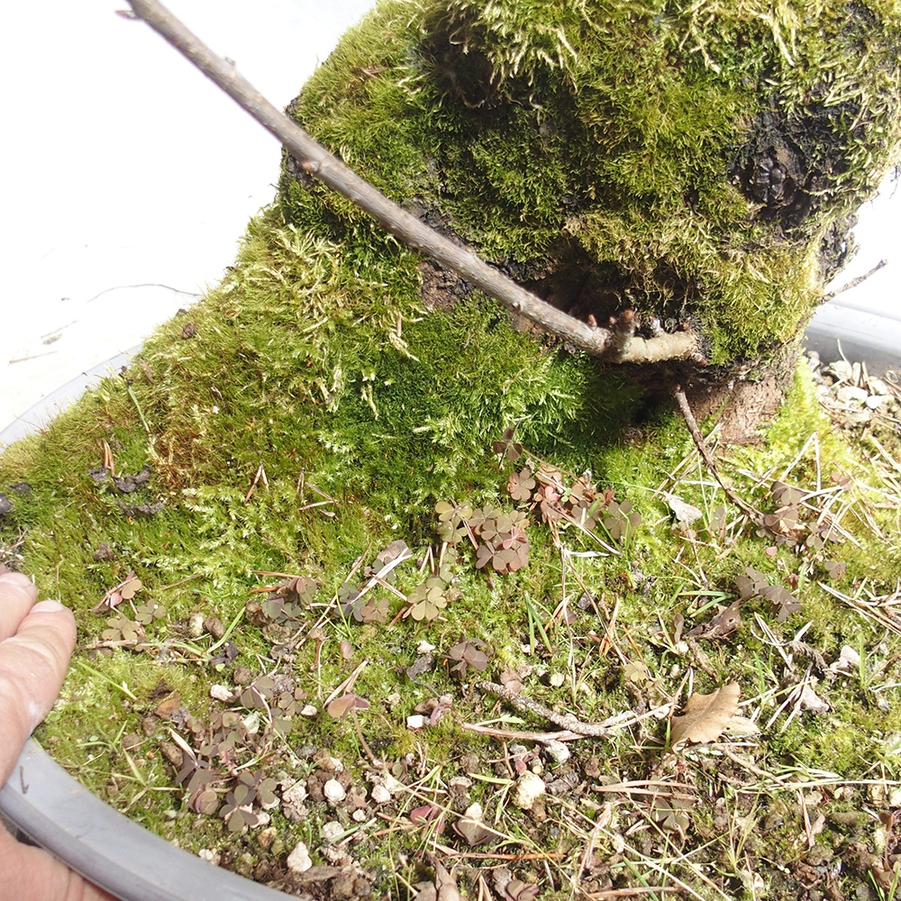 Venkovní bonsai -Mahalebka - Prunus mahaleb