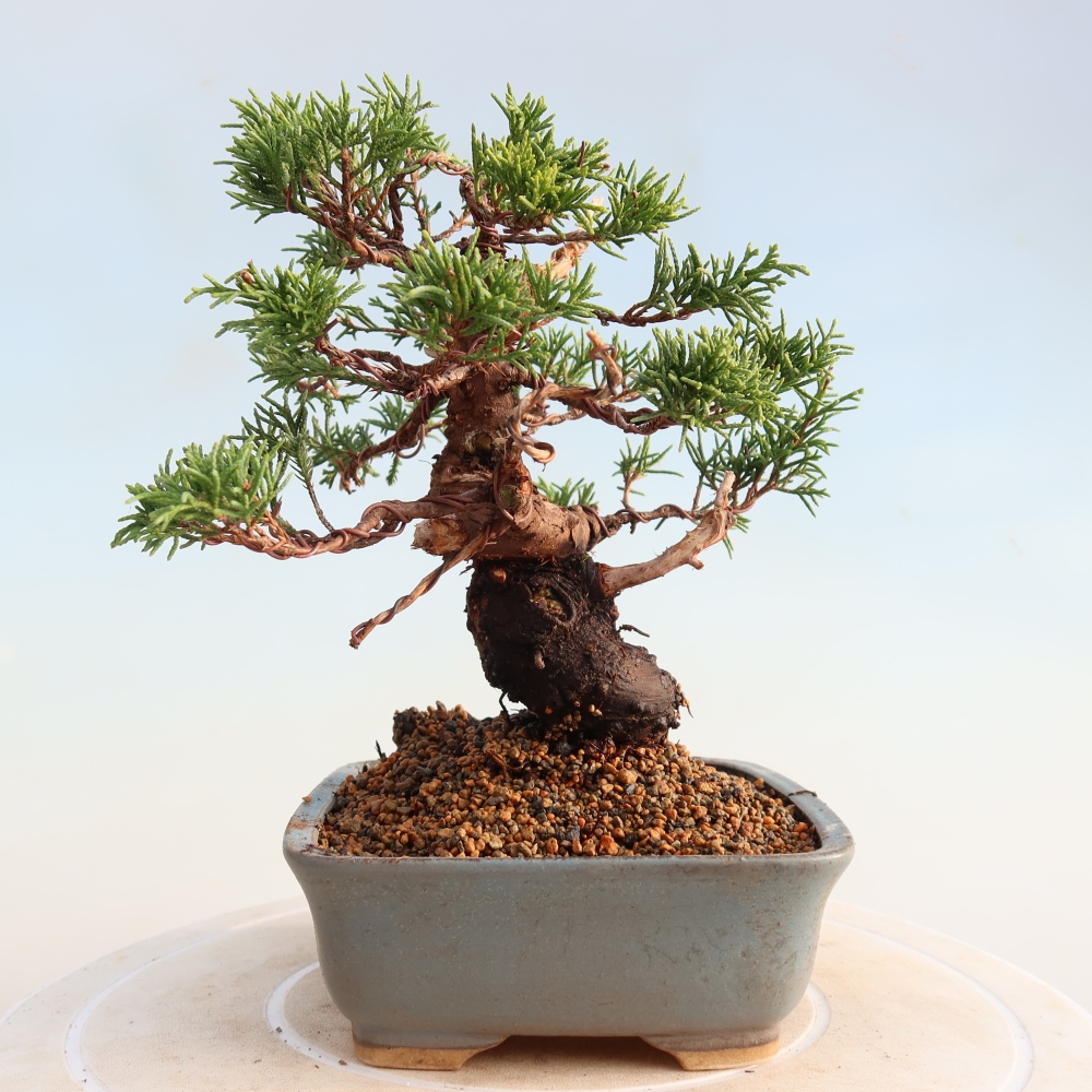 Venkovní bonsai - Juniperus chinensis Itoigawa -Jalovec čínský