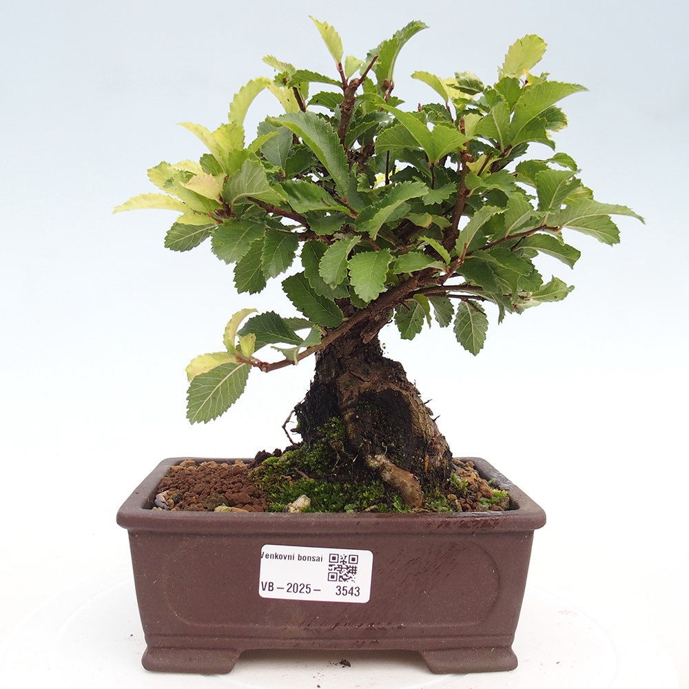 Venkovní bonsai - Zelkova - Zelkova NIRE