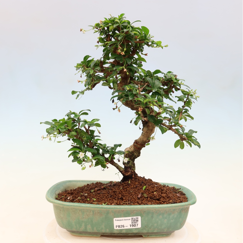 Pokojová bonsai - Carmona macrophylla - Čaj fuki