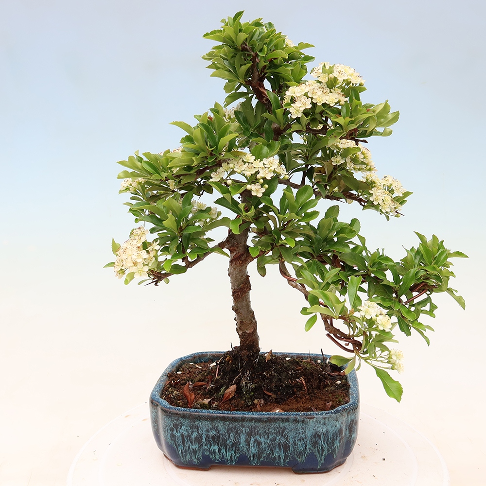 Venkovní bonsai - Pyracantha teton - Hlohyně šarlatová