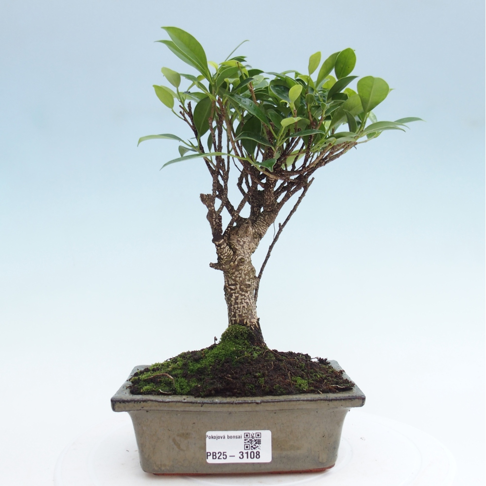 Pokojová bonsai - Ficus retusa -  malolistý fíkus