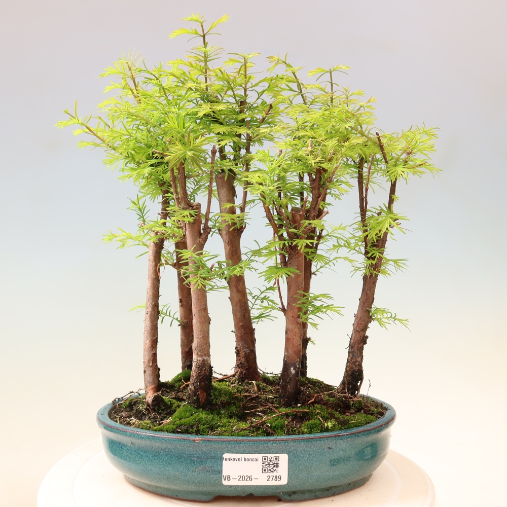 Venkovní bonsai - Metasequoia glyptostroboides - Metasekvoje čínská - lesík