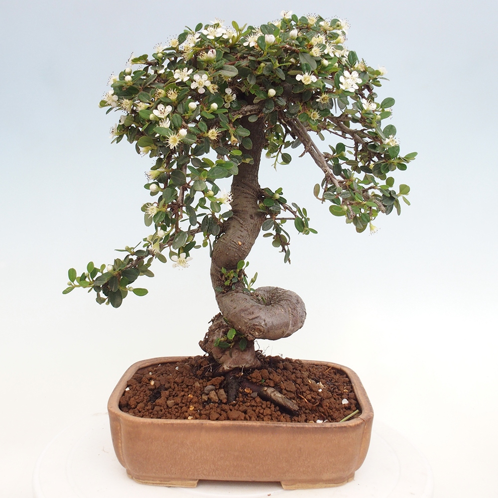 Venkovní bonsai-Cotoneaster dammeri - Skalník Damerův