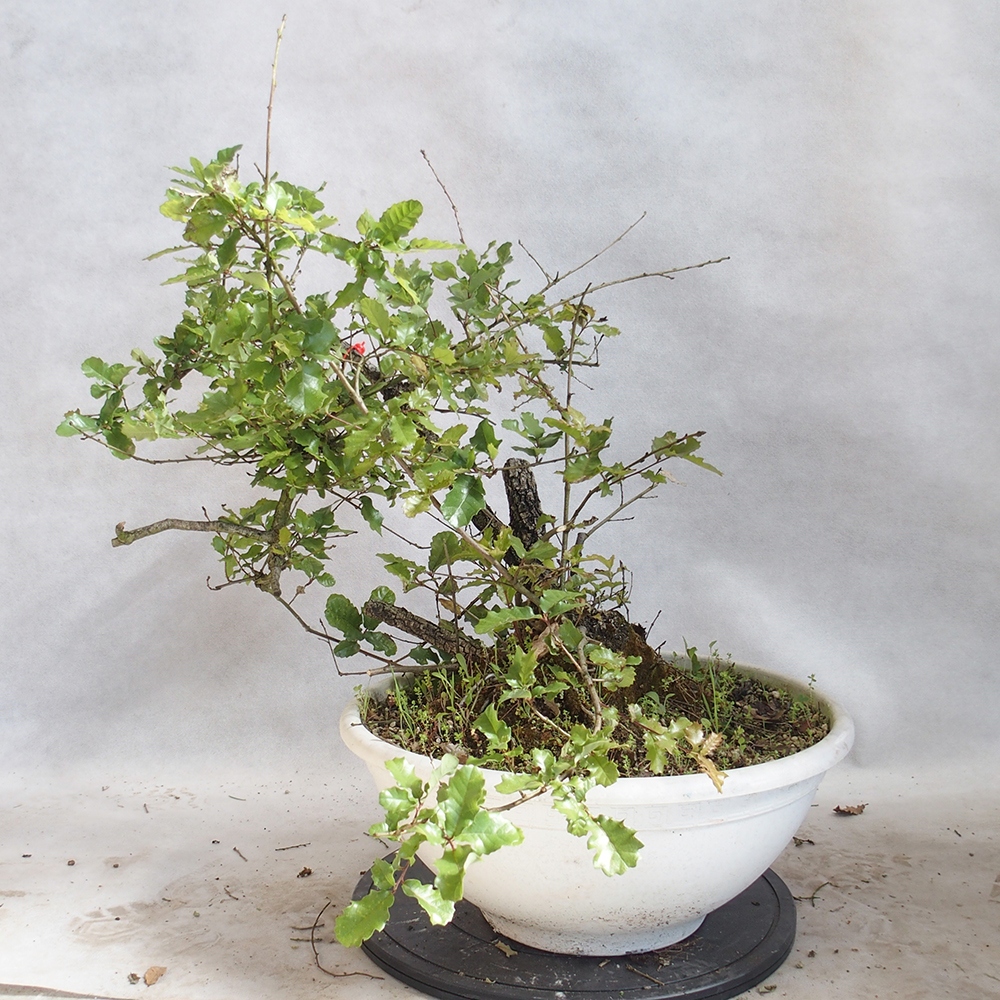 Venkovní bonsai Quercus Cerris - Dub Cer