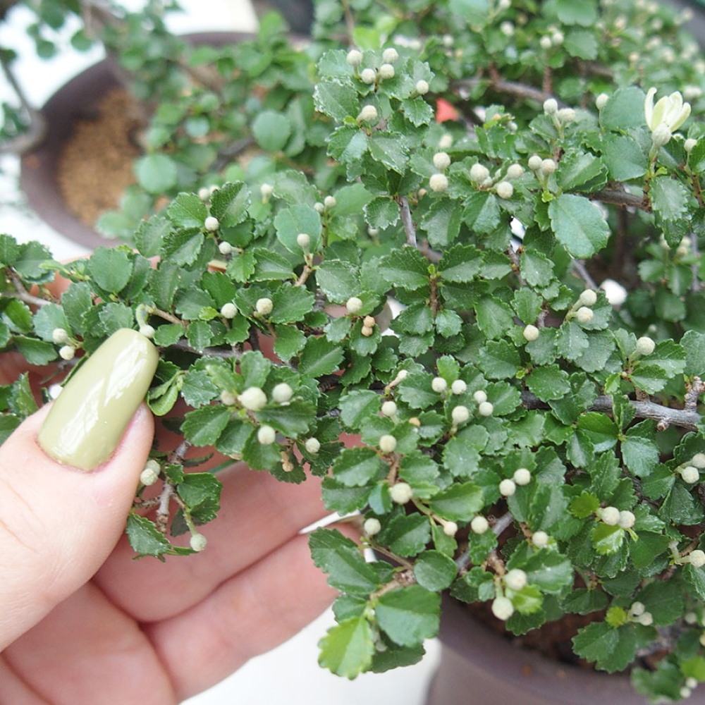 Pokojová bonsai - Grewia sp. - Grewie malolistá