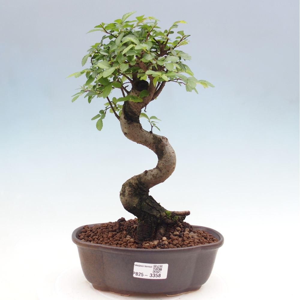 Pokojová bonsai - Ulmus parvifolia - Malolistý jilm