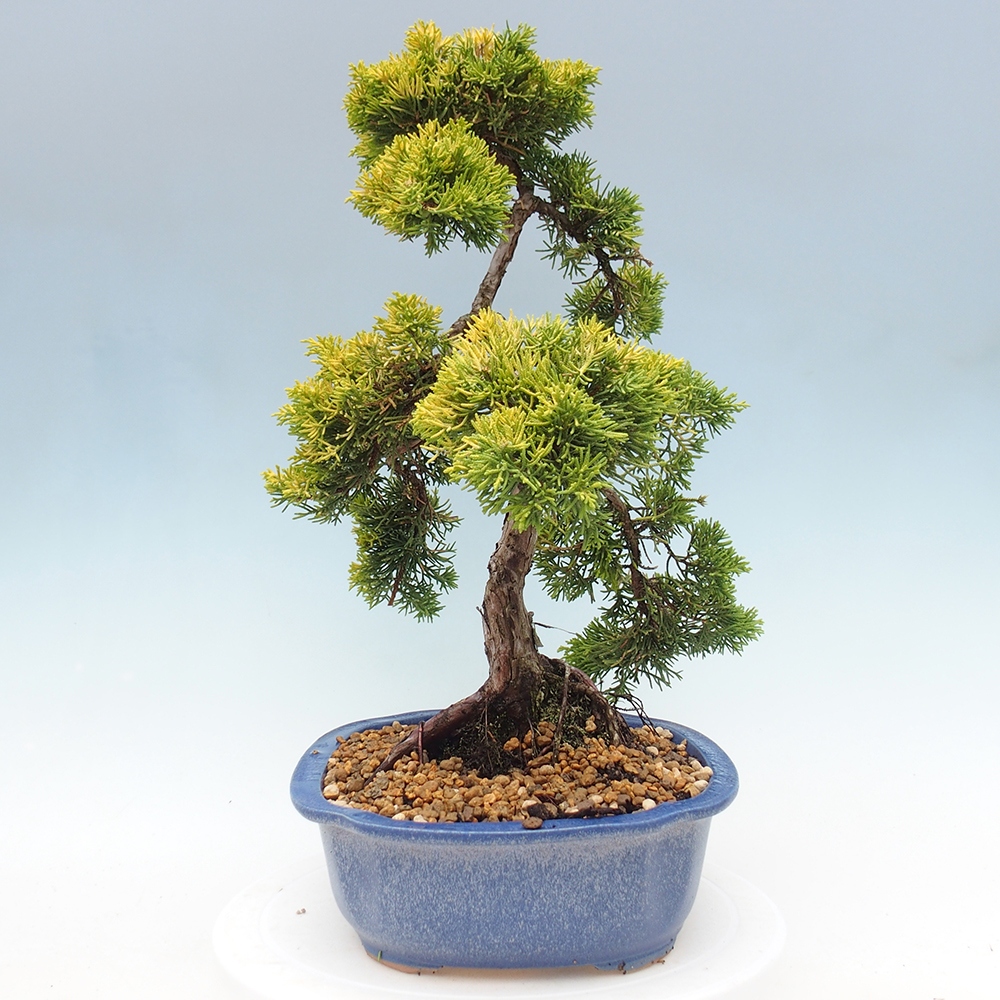 Venkovní bonsai - Juniperus chinensis plumosa aurea - Jalovec čínský zlatý