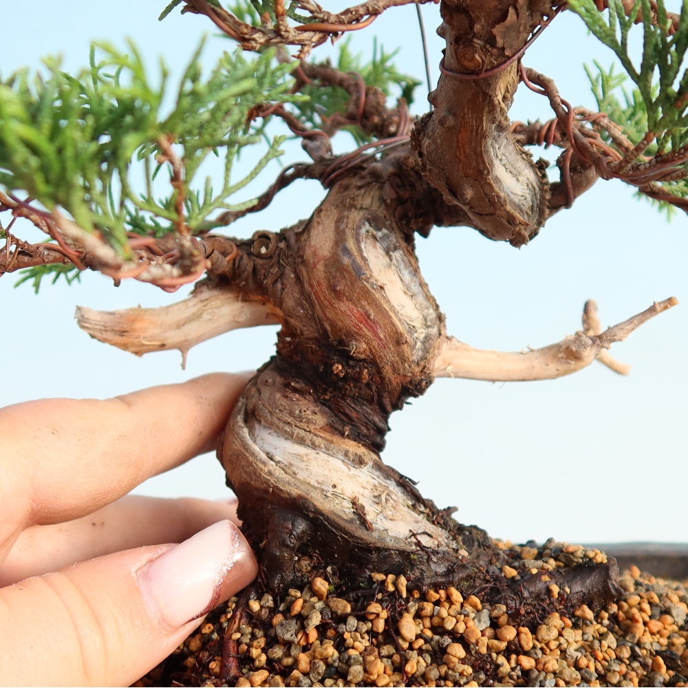 Venkovní bonsai - Juniperus chinensis Itoigawa -Jalovec čínský