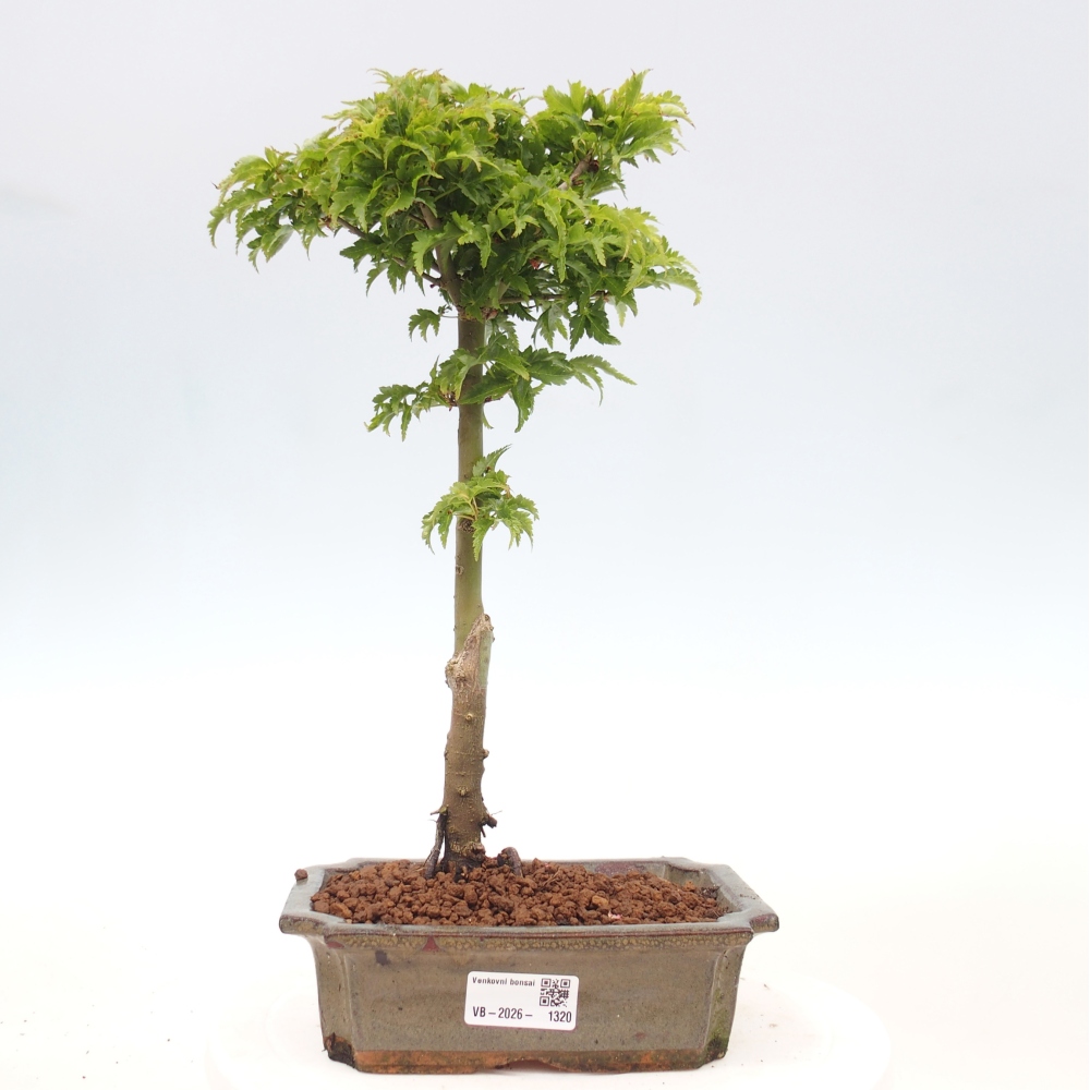 Venkovní bonsai -Javor dlanitolistý Acer palmatum Shishigashira