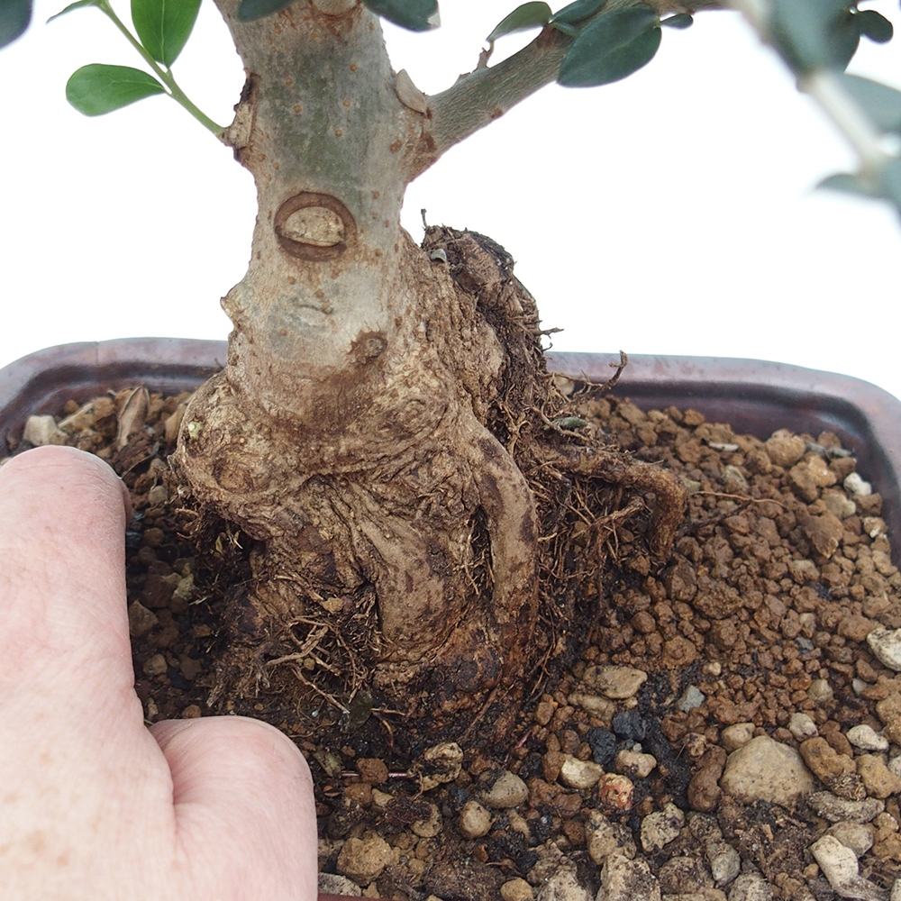 Pokojová bonsai - Olea europaea sylvestris -Oliva evropská drobnolistá