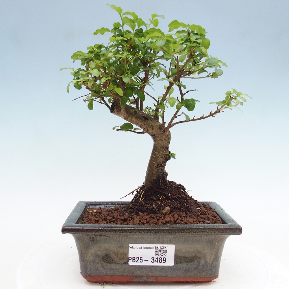Pokojová bonsai -Ligustrum chinensis - Ptačí zob