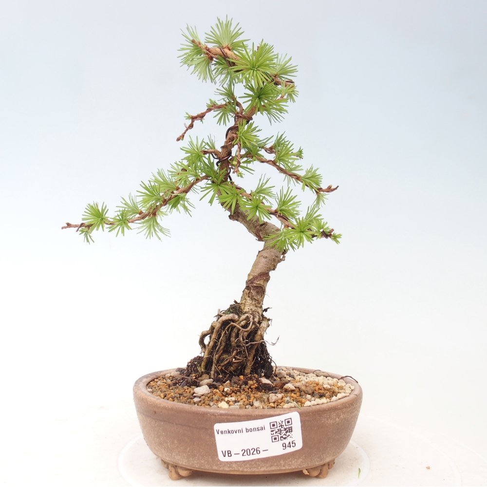 Venkovní bonsai - Larix Kaempferi - Modřín japonský