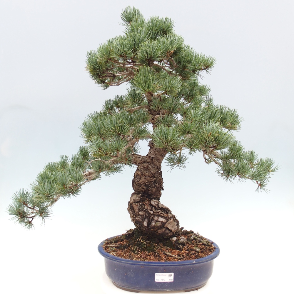 Venkovní bonsai - Pinus parviflora - Borovice drobnokvětá