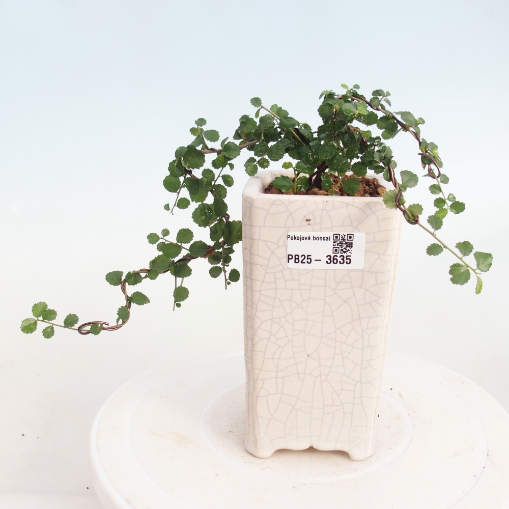 Pokojová bonsai - Grewia sp. - Grewie malolistá